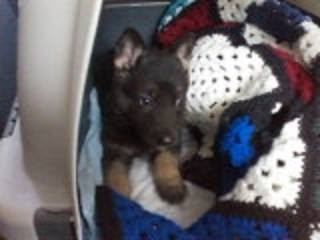 A small German Shepherd puppy resting in an open animal carrier on a crocheted blanket.