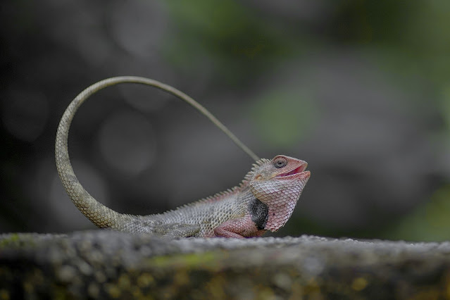 cara bunglon berkembang biak