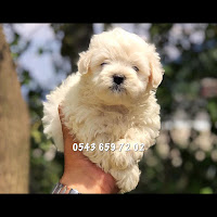 satılık maltese terrier yavrusu