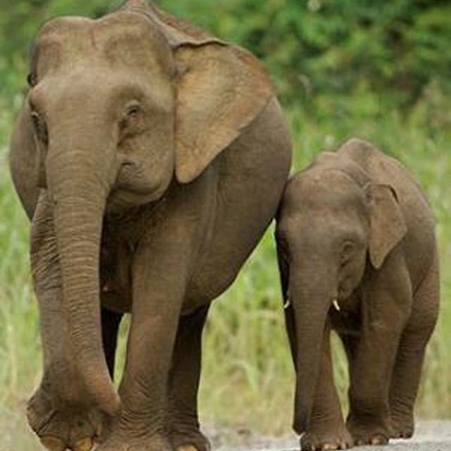  Foto  Foto  Binatang  Gambar  Gajah 