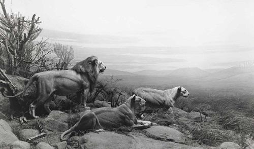 Hiroshi Sugimoto | fotos en blanco y negro chidas, imagenes de leones