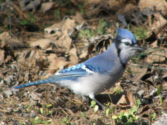 Bluey jay wallpaper,blue jay images,blue jay photo,blue jay images,beautiful blue jay,cute blue jay,the blue jays,blue jay birds,  the toronto blue jays,toronto blue jays,blue jays,blue jay bird,flying blue jay,