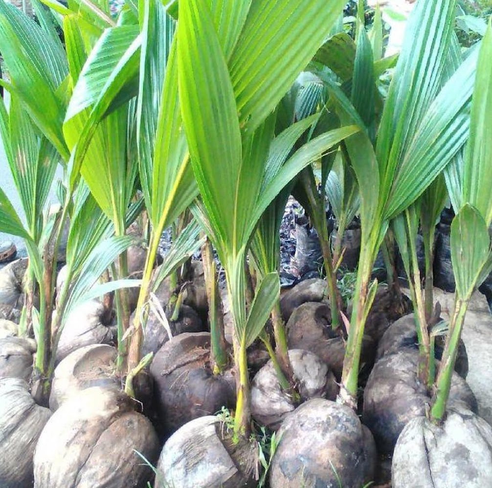 jual bibit kelapa kopyor entog genjah super unggul terlaris Ternate