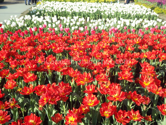 Zhongshe flower market taichung tulips