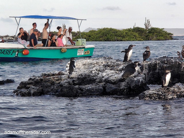  Las Tintoreras,Galapagos Islands