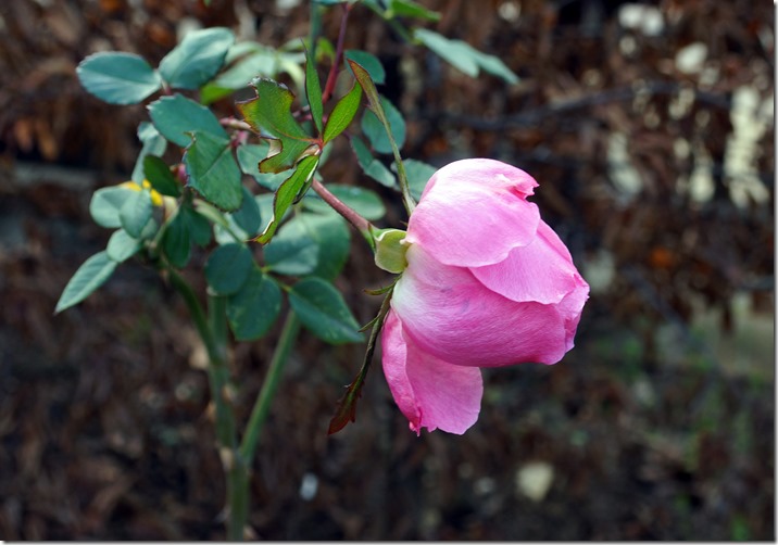 paris 2012 roses 010213 00002
