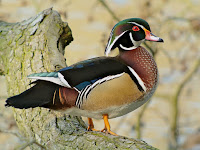 Wood Duck – Parc du Rouge Cloître, Brussels – photo by Frank Vassen