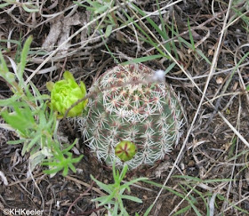 green-flowered cactus