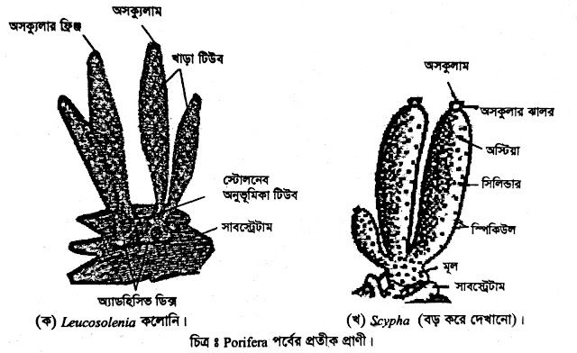 পরিফেরা পর্বের উদাহরণ