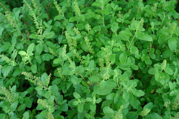 તુલસીના પાનના ફાયદા / The benefits of basil leaves