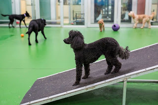 Cosas que debes hacer antes de enviar a tu perro a un internado de mascotas