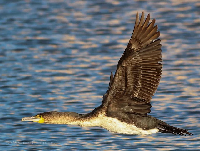 Cormorantin Flight Milnerton Lagoon / Woodbridge Island, Cape Town