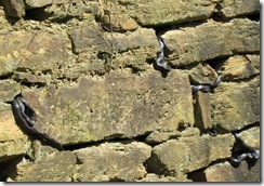 Culvert close up...four black snakes