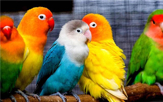 Love Bird Pictures - Love Bird Price - Love Bird Food List - love bird pakhi - NeotericIT.com