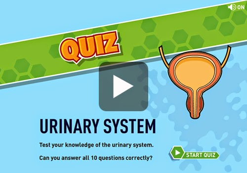 http://rojo5th.net/flash/ciencia/chapter3/excretory_system/urinary_quiz.swf