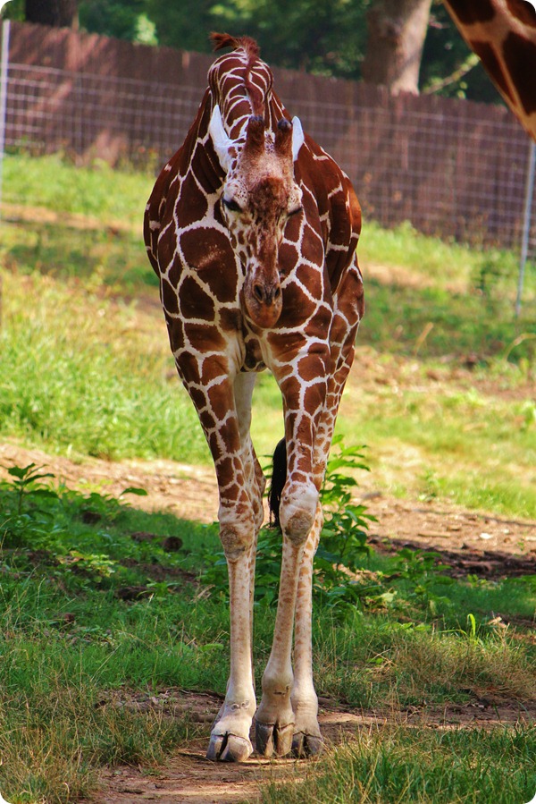 Zoo6 197