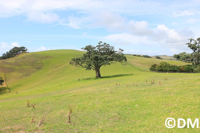 Photo d'arbre sur les chemins de Motutapu Auckland Nouvelle-Zélande 