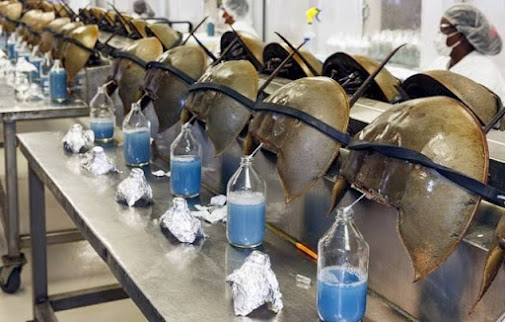 Horseshoe Crab Blood is among the most expensive liquids in the world.