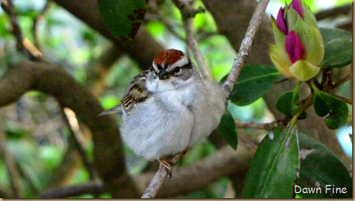 Birds at window_038