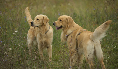 3 tips on dog training your golden retriever