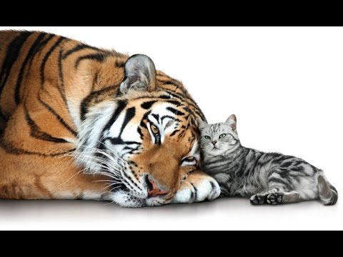Cerita kanak-kanak: Dendam Harimau Kepada Kucing