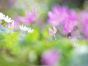 Flower Wallpapers HD (soft focus sweet flowers jk)