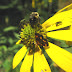 Pollinator Garden Basics