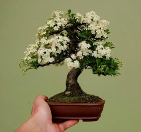 bonsai mini4
