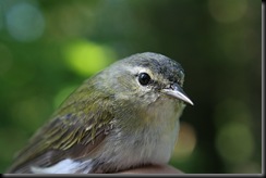 Tennessee Warbler, 14 May 07, MUBO_filtered