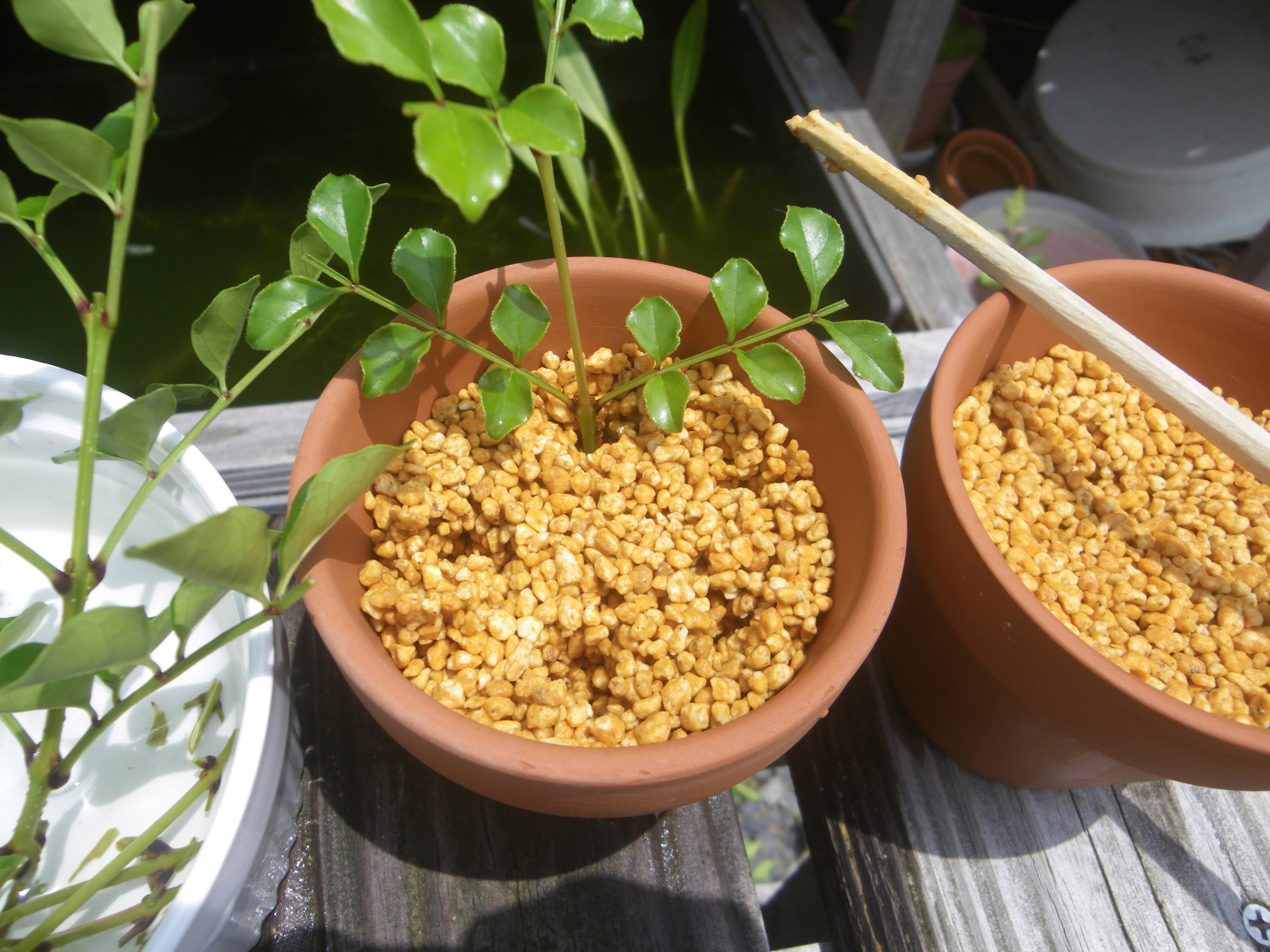 シマトネリコを挿し木で増やして 小さな鉢植えやミニ盆栽で楽しむ メダカの大工