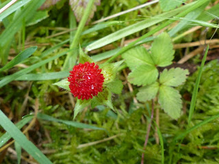 Duchesnea indica - Fraisier de Duchesne - Fraisier des Indes