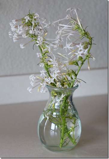 Wildflower