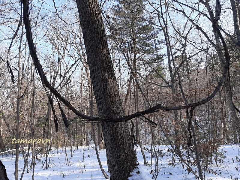 Виноград амурский (Vitis amurensis)