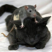 Kisah Para Tikus Yang Sedang Berdiskusi