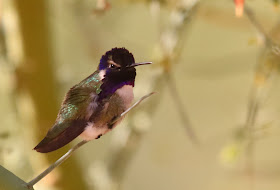 Costa's Hummingbird