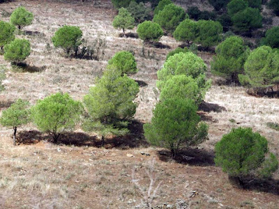 Árboles de Despeñaperros