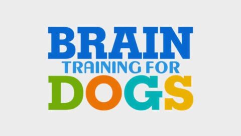 brain training for dogs review