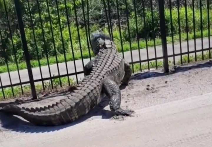 Watch this giant alligator bend a metal fence in Florida