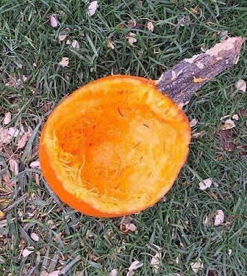 The remains of the pumpkin after the squirrels ate it.