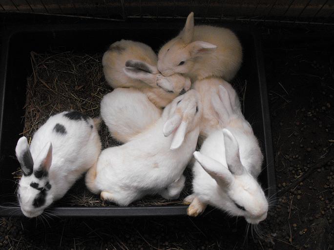 baby animals in love. They love each other and want