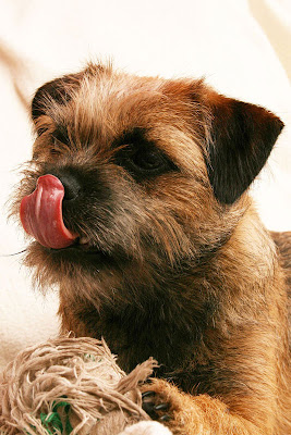 border terrier photo