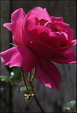 blog 4