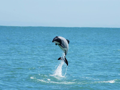 Beautiful Dolphin Normal Resolution HD Wallpaper 11
