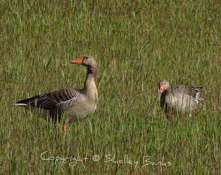 Greylag Goose. Amsterdam.  © Copyright, Shelley Banks, all rights reserved.