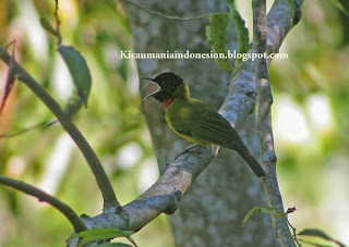  Burung samyong