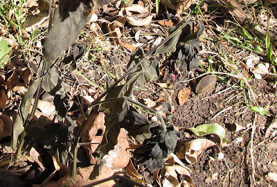 Annieinaustin,2011,02,frozen shrimp plants