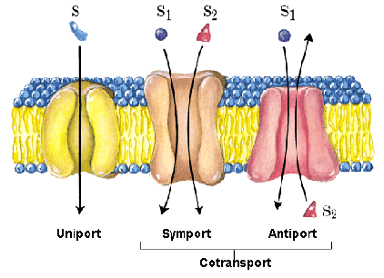 Classification of transporters