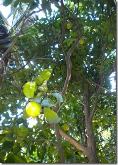 DSCN7209