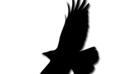 Gambar Toga Hitam Png, Logo Line Png Hitam Putih - Free Vector And Clipart Ideas - Untuk digunakan gratis ✓ tidak ada atribut yang di perlukan ✓.