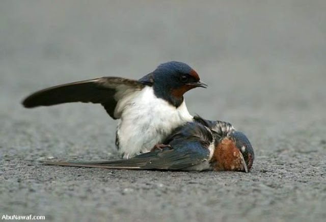 bird mourns death of mate